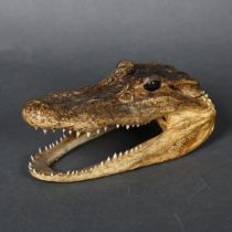 A composite model of an alligator's head, length 15.5cm.