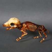 Taxidermy / Curiosity - an Unusual Mummified Piglet, freestanding. An unusual mummified fetal