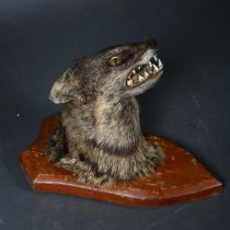 Taxidermy - a Banded Palm Civet, an adult shoulder mount looking straight a head, on stained pine