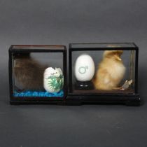 Two similar sculptures, taxidermy ducklings housed in small centre piece display cases, with hand