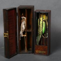 Caged bird sculptures by Jackie Attwood - a taxidermy Budgerigar, behind bars in a varnished