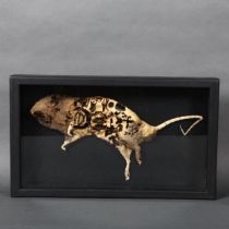 "The Ship's Rat", a mummified rat specimen in a bespoke wooden case, the skin of the rat has been