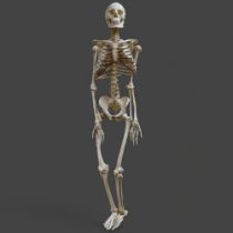 Human Anatomy - A 1974 Medical Student's Anatomical Human Female Skeleton, Adam, Rouilly Ltd of