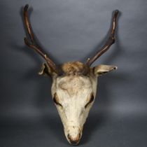 Taxidermy - a small Red Deer Stag (Cervus elaphus) shoulder mount, no plaque, widest point 35.5cm,