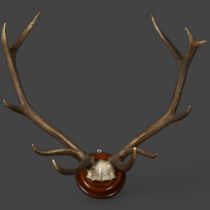 Taxidermy - a large set of Stag antlers, with skull cap, 11 point (6 and 5), circular oak shield