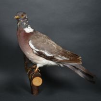 Taxidermy - a Common Wood Pigeon (Columba palumbus), full mount, perched on single wall hanging