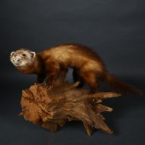 Taxidermy - a Polecat (Mustela putorius) on tree stump mount, wall hanging, side facing with head