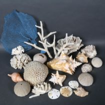 A large collection of coral and sea shells including various marine invertebrates.