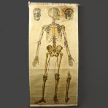 J Teck, An early 20th Century schoolroom Human Anatomical Circulation chart