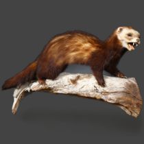 Taxidermy - a Polecat (Mustela putorius) on driftwood mount, wall hanging, side facing, snarling,