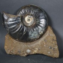 "Eparietites impendens", a Jurassic period ammonite, polished, dark pewter in colour, on a block