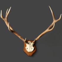 Taxidermy - a large set of Stag antlers, upper skull cap, ten point (6 and 4), on an oak shield