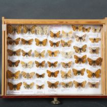 Entomology - a collection of Gulf Fritillary Butterflies, from the Nymphalidae family, a total of 43