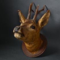 Taxidermy - a Roe Deer (Capreolus capreolus) head mount, on oak plaque, head facing forwards, from