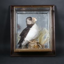 Taxidermy - a Puffin, full mount adult bird on wooden stump, with small stone base display, moss and