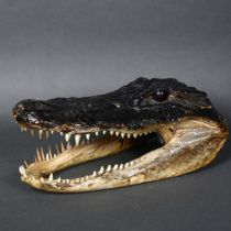 A composite model of an alligator's head, with glass eyes, length 27cm.