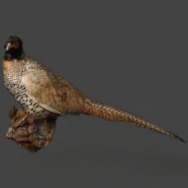 Taxidermy - a male Pheasant on naturalistic tree stump mount, left side facing, head turned to