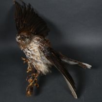 Taxidermy - a full mount Nutcracker, on single branch wall hanging mount, wings spread ready to take
