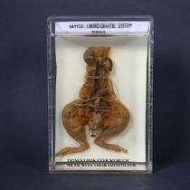 Taxidermy - a Wet Specimen female Rat (Rattus rattus), study depicts the urino-genital system of the