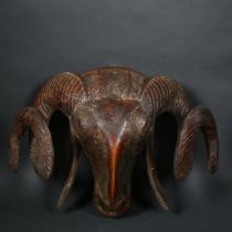 A carved hard wood demonic rams head sculpture, width 38cm, unmarked. Split on the left hand side,