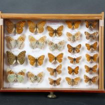 Entomology - a collection of Gulf Fritillary Butterflies, from the Nymphalidae family, a total of 25