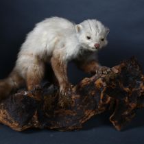 Taxidermy - a Pine Marten (Martes martes) on tree stump mount, wall hanging, side facing, head