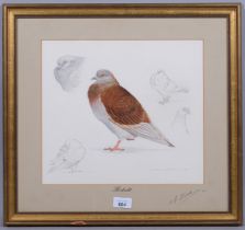 M J Clark, study of a pigeon, watercolour/pencil, signed and dated 1986, 30cm x 33cm, framed 1