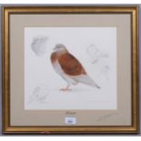 M J Clark, study of a pigeon, watercolour/pencil, signed and dated 1986, 30cm x 33cm, framed 1