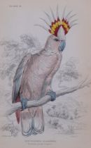 Edward Lear (1812-1888), hand-coloured lithograph on paper, Tricolour-crested Cockatoo (1836), 14.