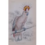 Edward Lear (1812-1888), hand-coloured lithograph on paper, Tricolour-crested Cockatoo (1836), 14.