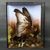 Taxidermy - a Common Buzzard, a full body adult mount, side facing, wings spread, standing over