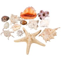 A collection of various seashells, including starfish, conch, etc