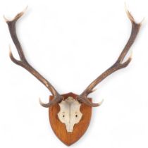 ANTLERS AND HORNS TAXIDERMY - a large set of stag antlers, with skull cap, 12 point (6 and 6), oak