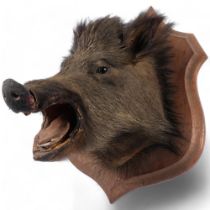TAXIDERMY - a juvenile wild boar head mount, forward facing, on associated oak shield plaque, H55cm,