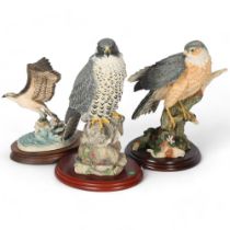 Border Fine Arts Studio, birds of prey models, by Russell Willis, comprising Peregrine (A0657),
