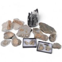 Various fossils, belemnites, etc, largest 15cm