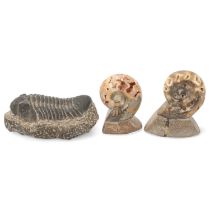 3 fossil specimens, comprising a trilobite, length 16cm, and 2 ammonites, length 12cm and 10cm