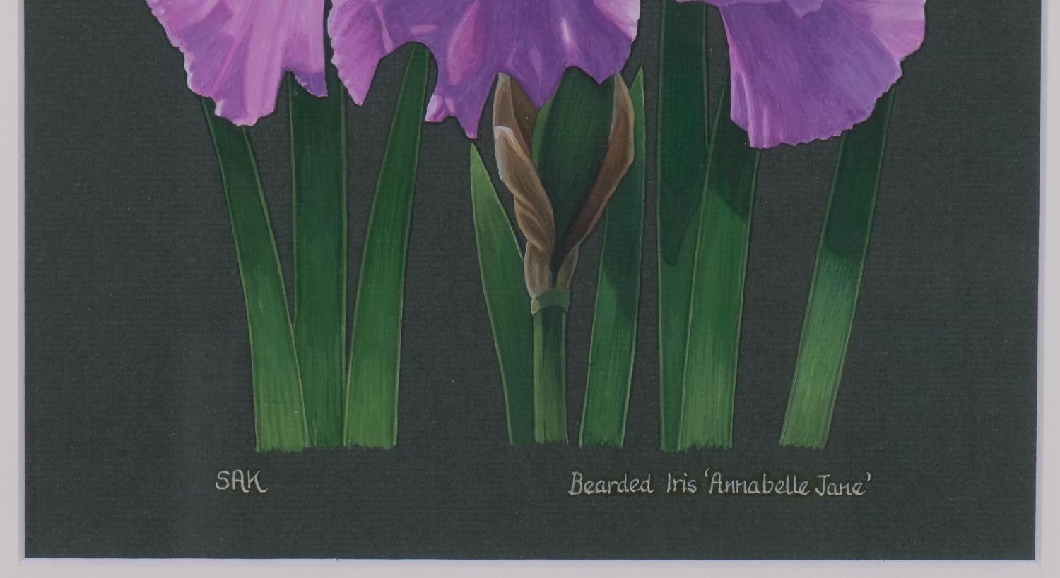 Sally Kerr, bearded iris (botanical study), gouache on paper, signed, 25cm x 20cm, framed Good - Image 3 of 4