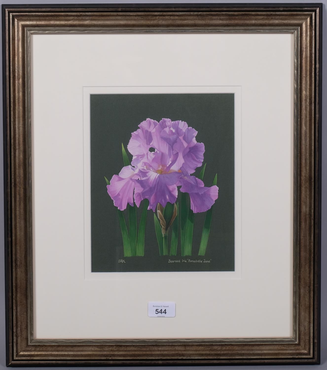 Sally Kerr, bearded iris (botanical study), gouache on paper, signed, 25cm x 20cm, framed Good - Image 2 of 4