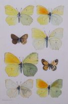 Brian Hargreaves (1935-2011), watercolour on paper, Brimstone and related butterflies, 26.5 cmx