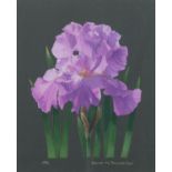 Sally Kerr, bearded iris (botanical study), gouache on paper, signed, 25cm x 20cm, framed Good