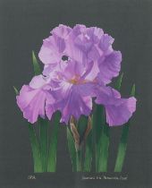 Sally Kerr, bearded iris (botanical study), gouache on paper, signed, 25cm x 20cm, framed Good