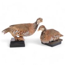 TAXIDERY - 2 red-legged partridges on marble stands