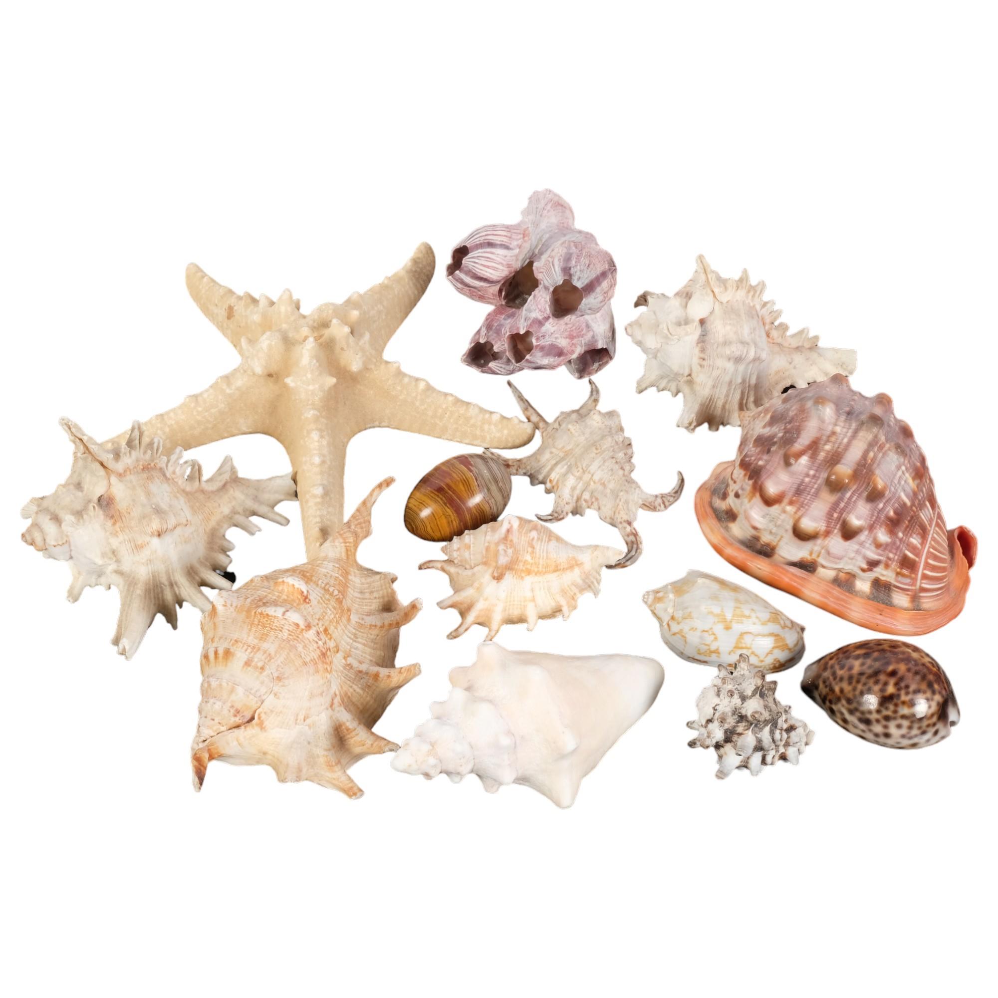 A collection of various seashells, including starfish, conch, etc