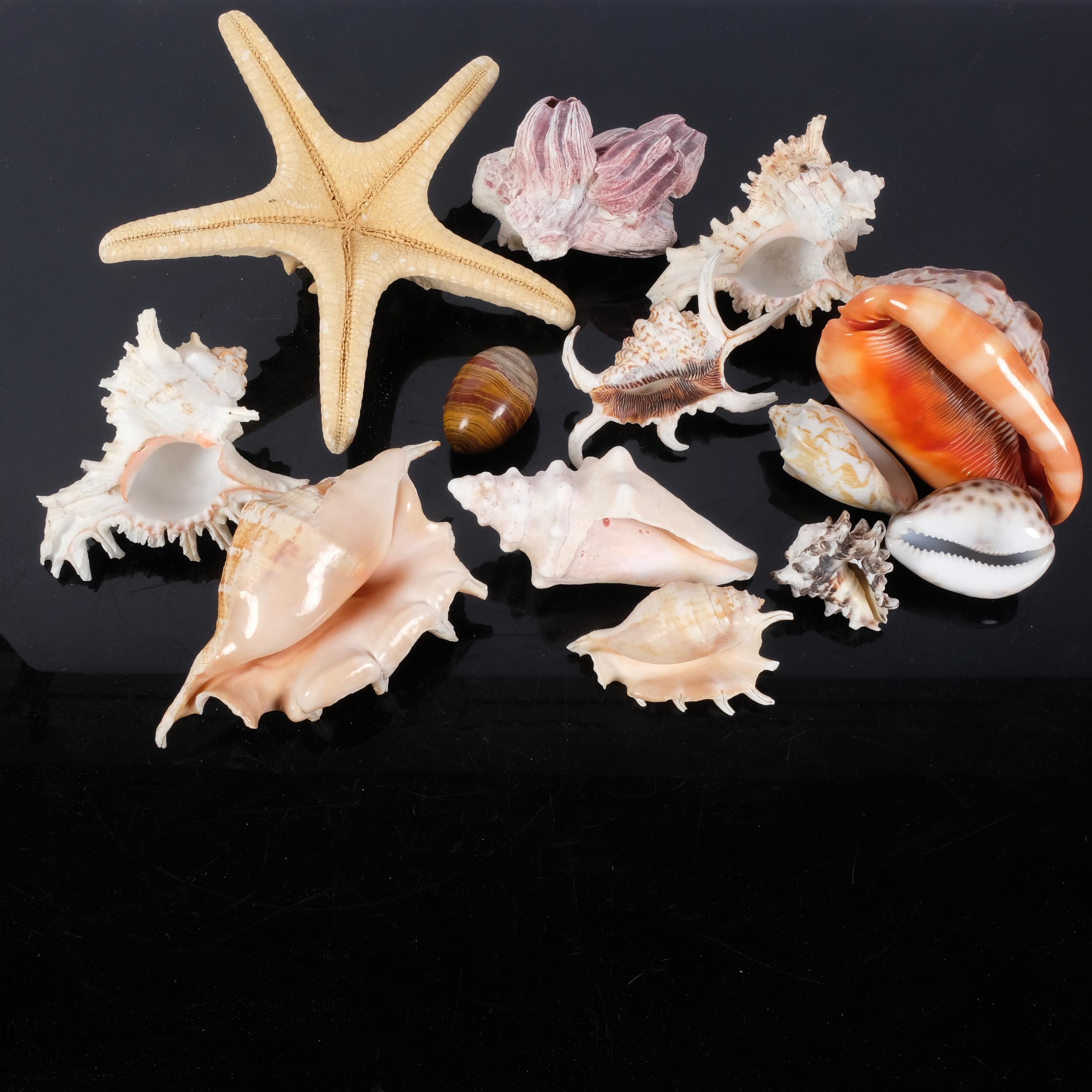 A collection of various seashells, including starfish, conch, etc - Image 2 of 2