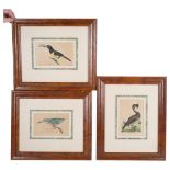 Maple framed set of 3 x 18th century engravings by F P Nodder, depicting a lobated duck, a