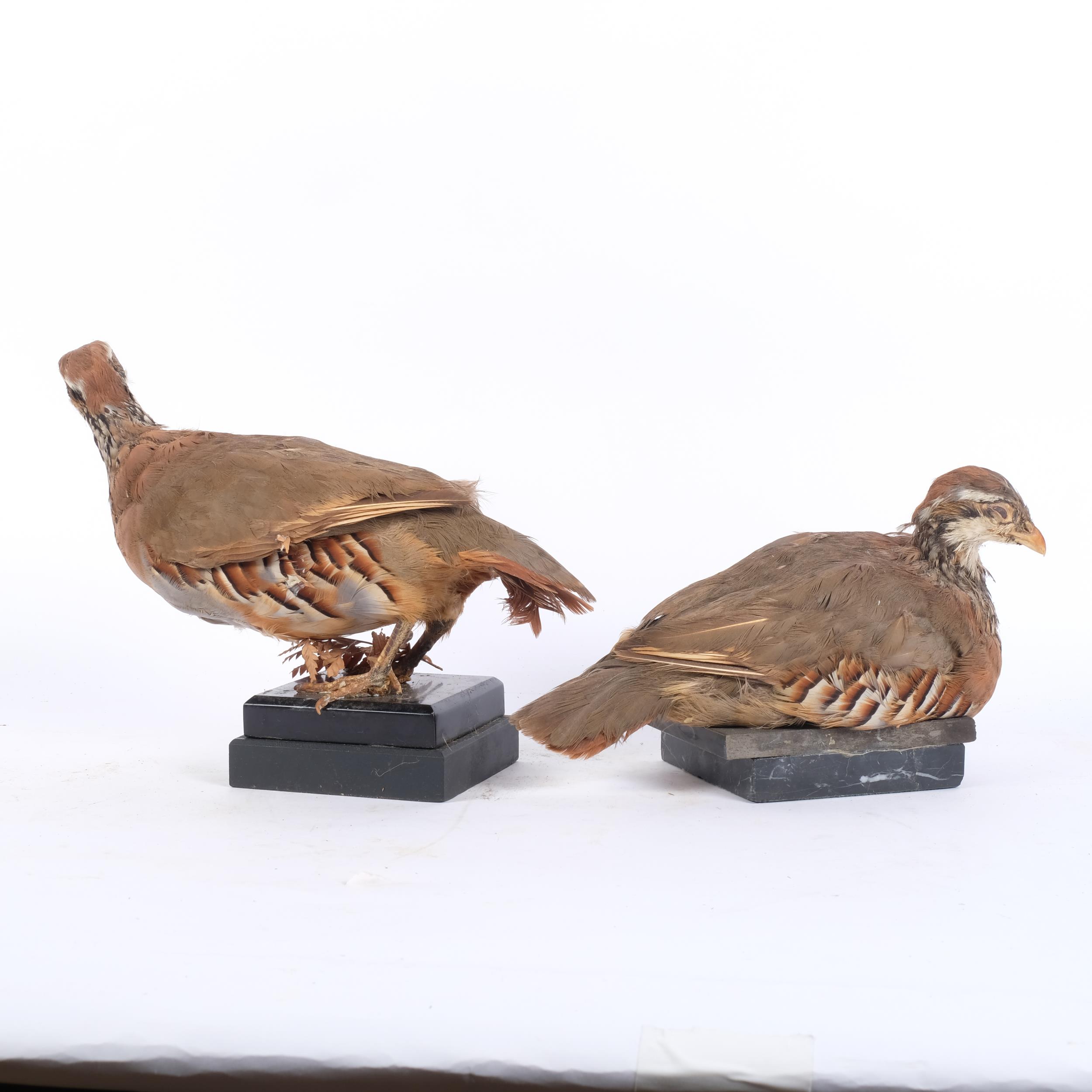 TAXIDERY - 2 red-legged partridges on marble stands - Image 2 of 2