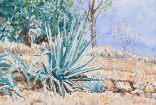 Derek Carruthers (1935-2021), watercolour on paper, Giant Cactus, signed lower right, 24cm x 35cm,
