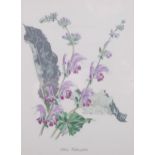 John Nash (1893-1977) lithograph in colours on paper, Salvia Verbascifolia, 24cm x 19cm, from his