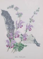 John Nash (1893-1977) lithograph in colours on paper, Salvia Verbascifolia, 24cm x 19cm, from his